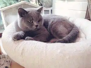 Kat Bioresonantie
