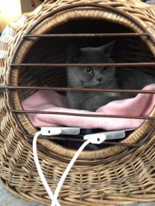 Bioresonantie bij katten