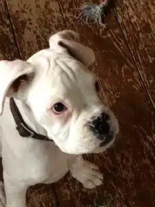 Dove pup krijgt puppycursus