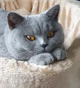 Bioresonantie bij katten