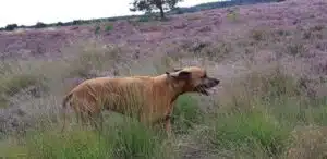 angst bij hond hondencursus