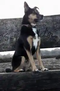 Hond blaft niet 