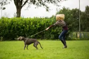 hond die aan de lijn trekt