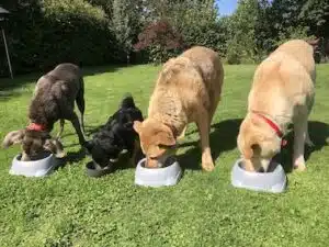 4 honden eten uit voerbak. Misselijkheid bij honden verhelpen met bioresonantie.
