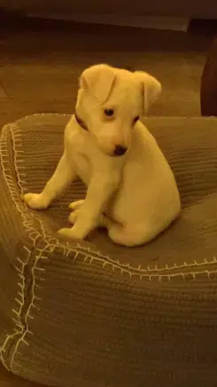 Puppy Charlie, de dove, blije en gehoorzame Parson Jack Russell dankzij de Puppy privé