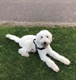 Lara de labradoodle en de Puppy privé