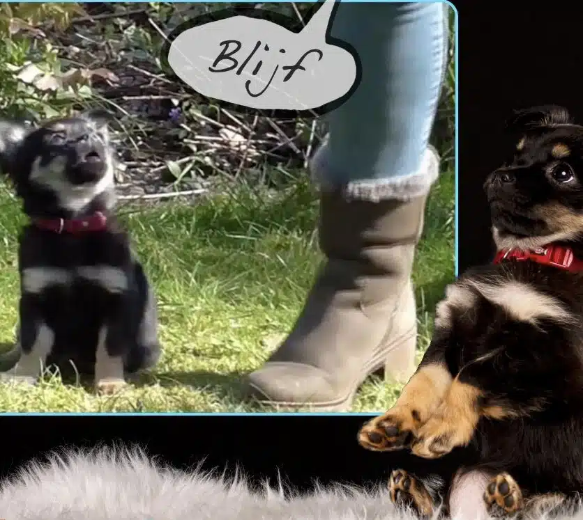 Online Puppycursus Compleet