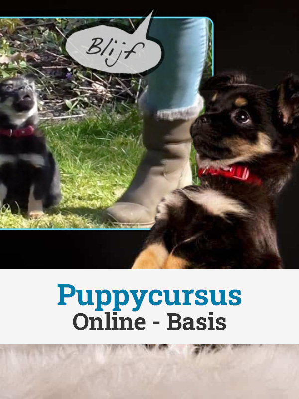 Online Puppycursus Basis