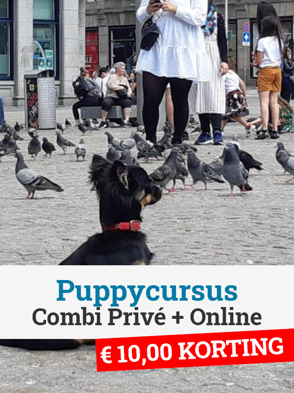 Puppycursus combi (privé + puppy online)
