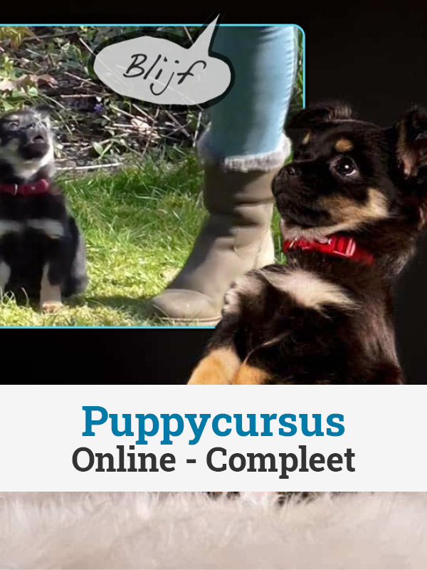 Online Puppycursus Compleet