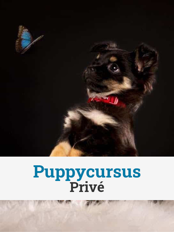 Puppycursus (privé)