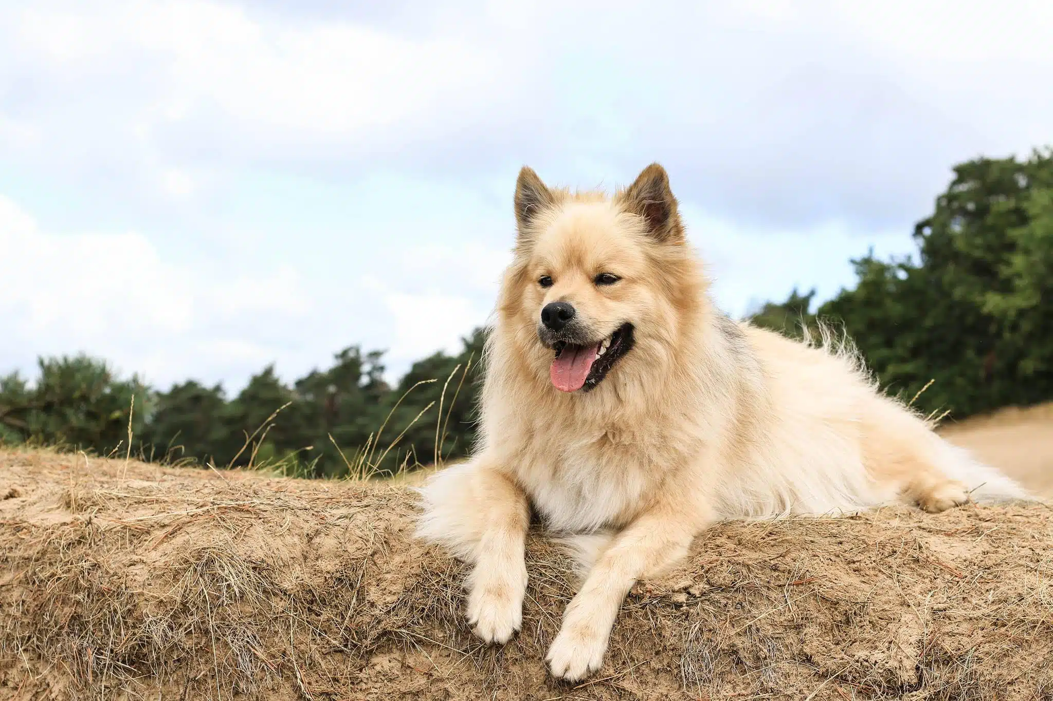 Hond Kai valt niet meer uit naar andere honden