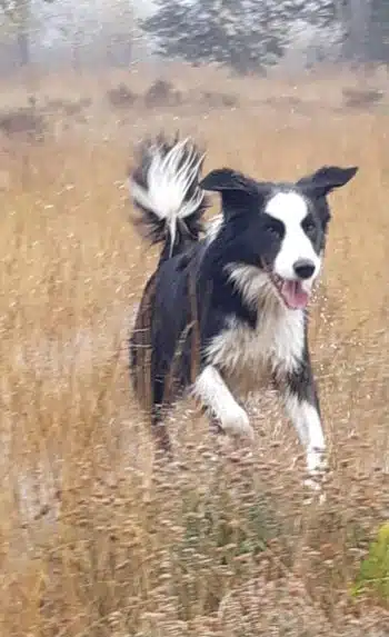 Jack, de Border collie die dankzij de  BTA® methode niet meer uitvalt en wandelen nu een feestje is!