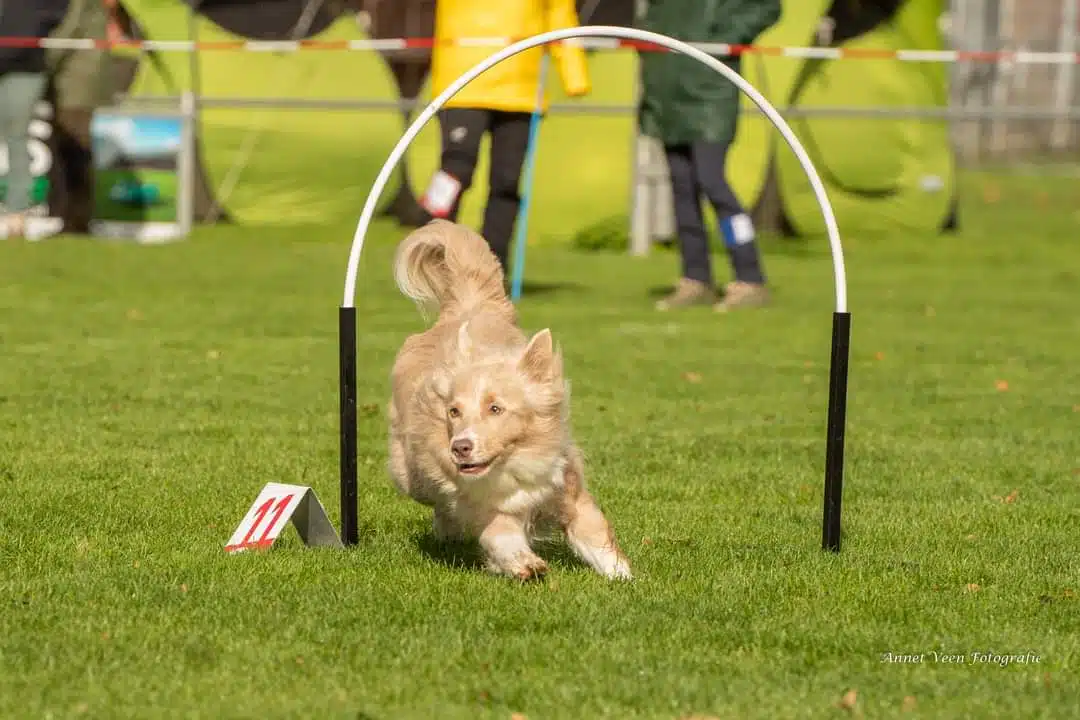 Finn heeft als sporthond baat bij Bioresonantie