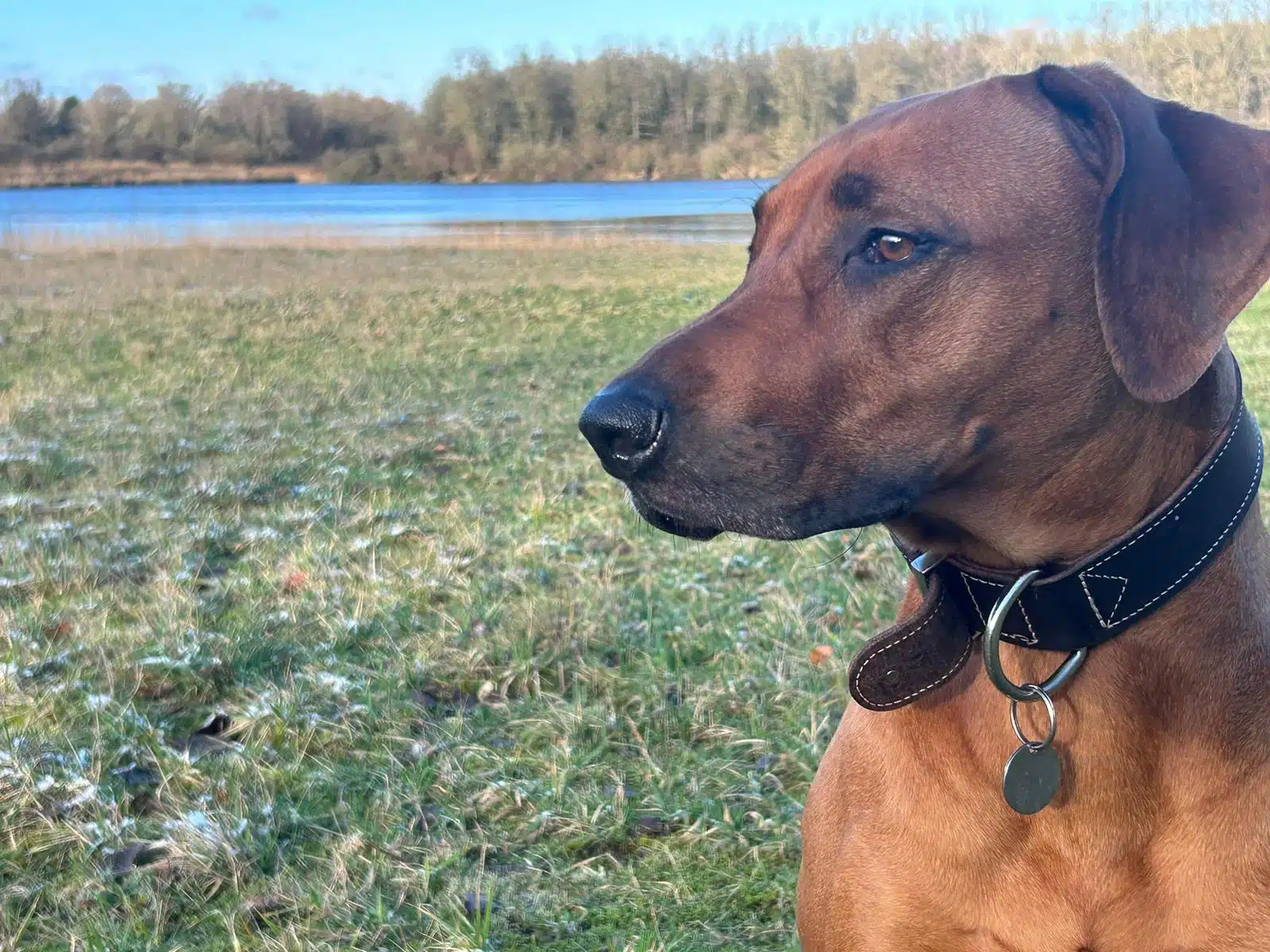 Nala, de Rhodesian Ridgeback kan weer mee met alle wandelingen dankzij de BTA® methode