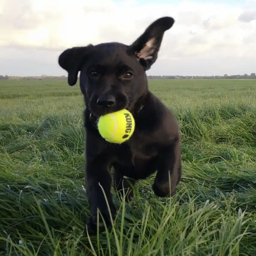 Asta de labrador (werklijn)