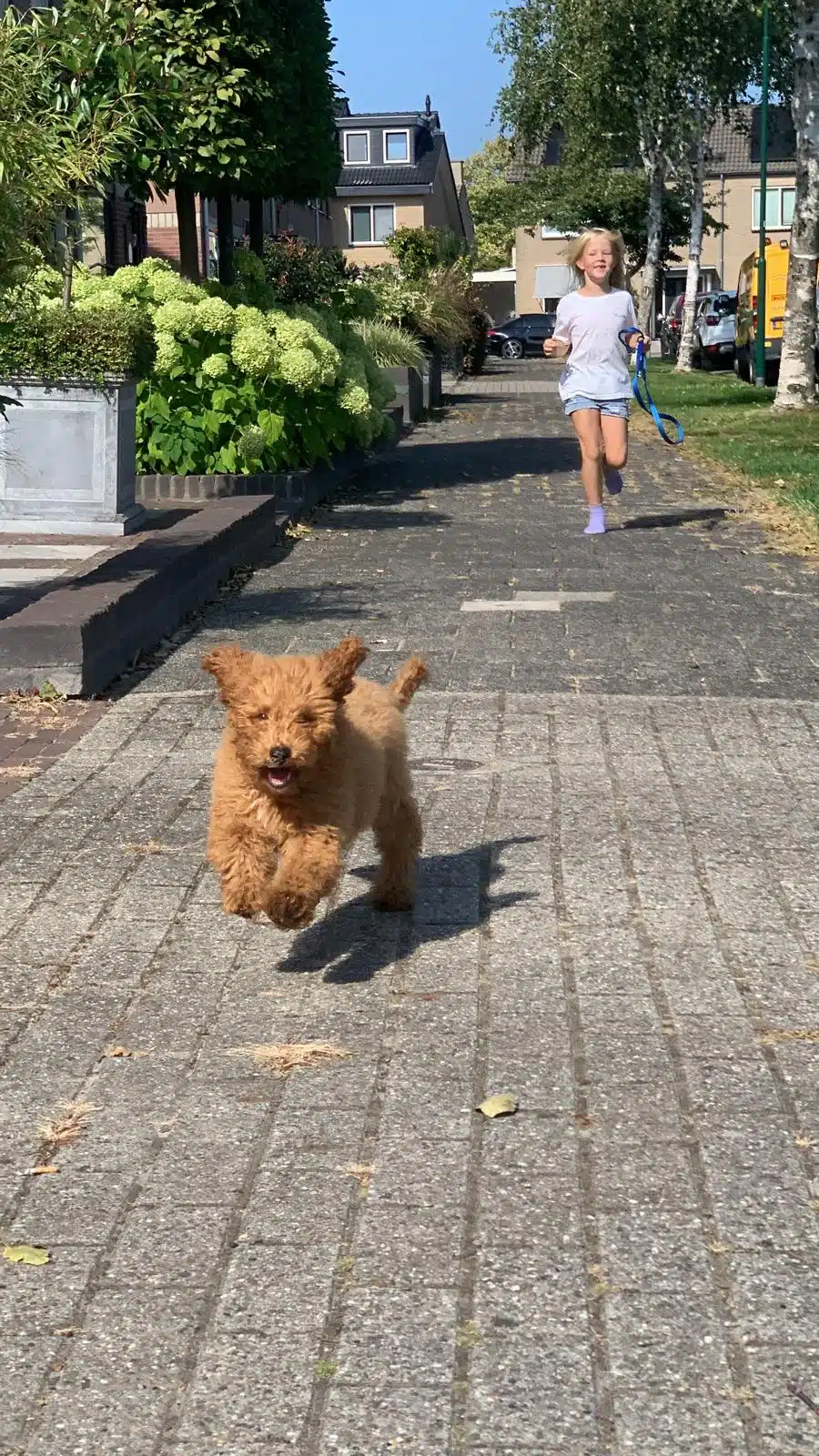 Bruno een leuke en goed opgevoede pup met de Puppy Privé