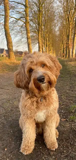 Moos van zijn jeuk af dankzij Bioresonantie