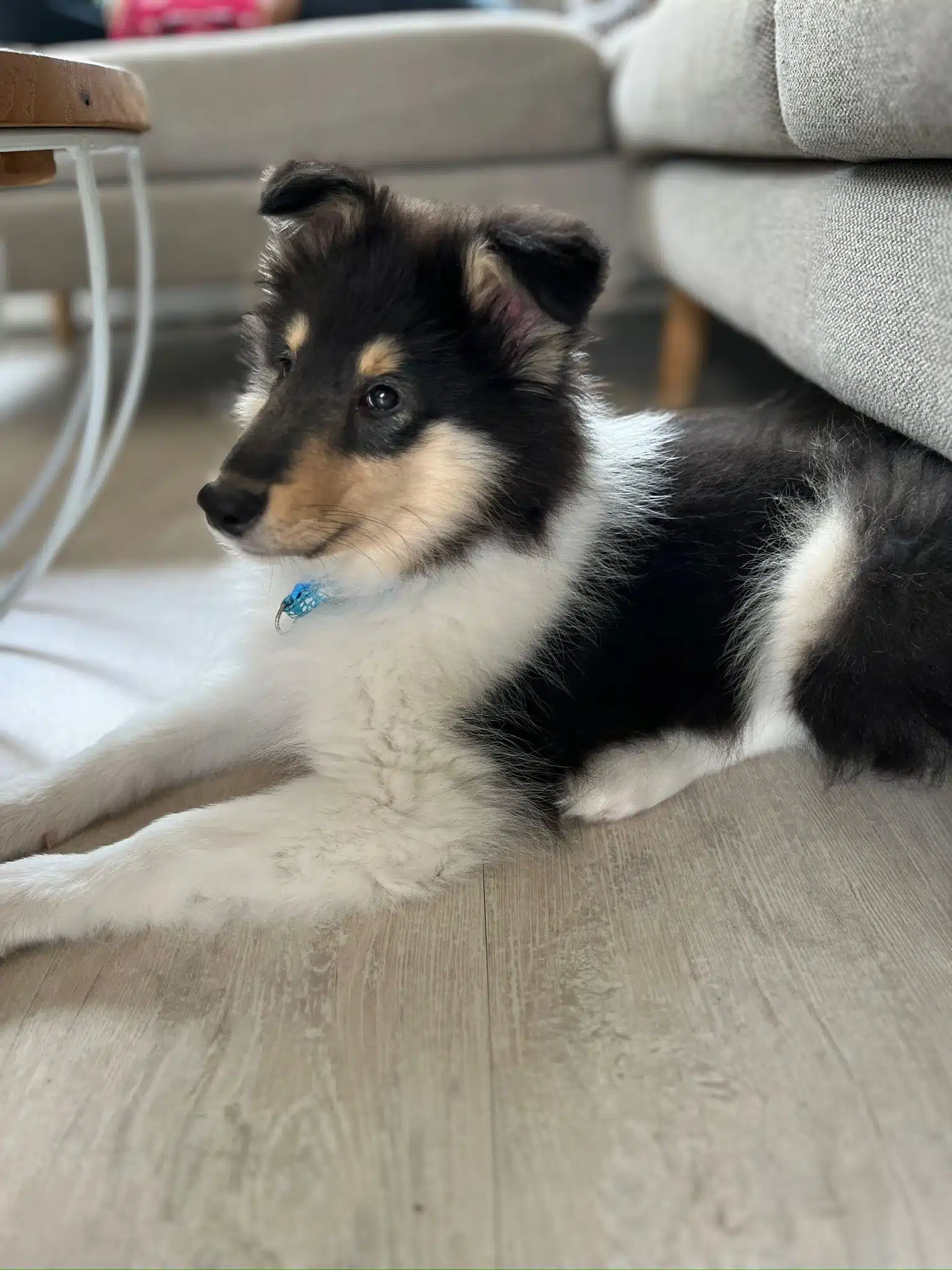Bowie leert snel met de Puppy privé