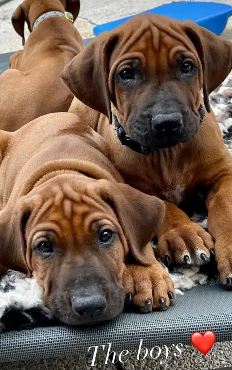 De Puppy privé met 2 Ridgeback broertjes is een feestje