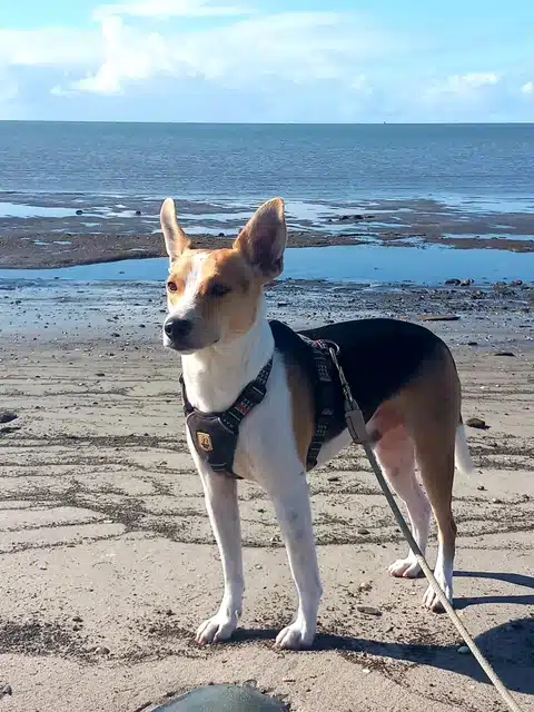 Paco weer vrolijk dankzij stressprogramma groot