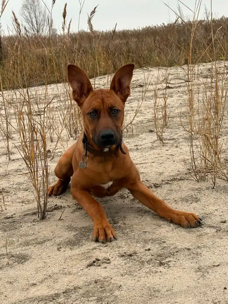 Dobby blij met de Puppy privé en Bioresonantie