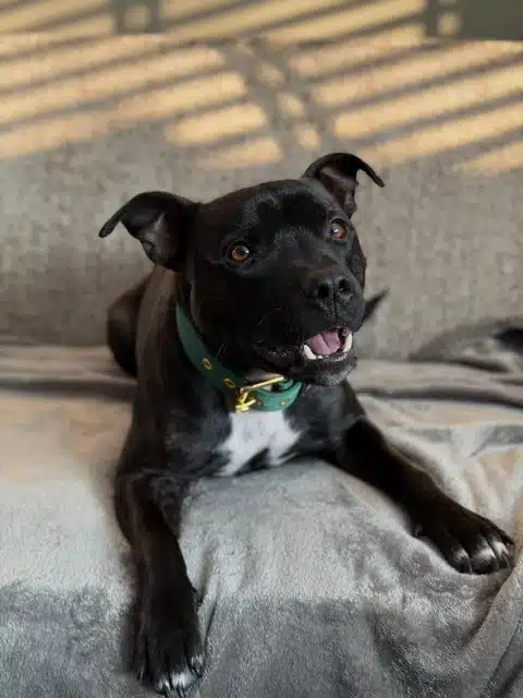 Lou geen jeuk en huidklachten meer door Bioresonantie