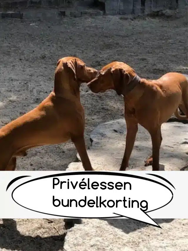 Privélessen met bundelkorting
