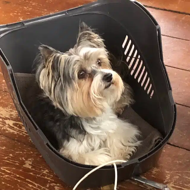 Guusje haar neurologische klachten verholpen met Bioresonantie