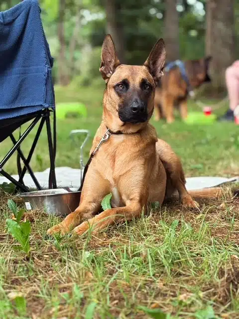 Papi geen allergische reactie meer door Bioresonantie
