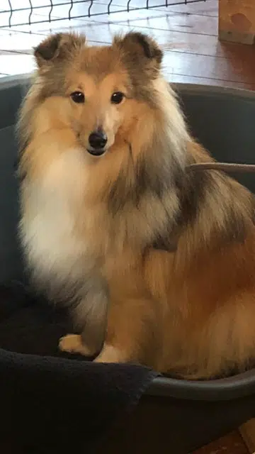 Sansa energiek en goede stoelgang door Bioresonantie