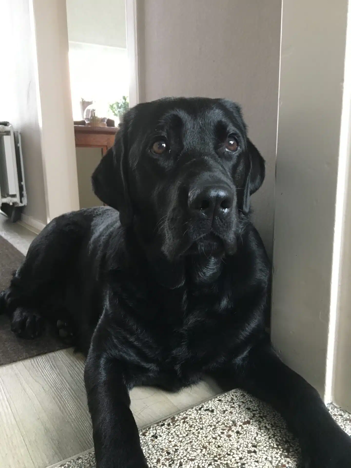 Silke geen oorproblemen, jeuk en wormen meer met Bioresonantie